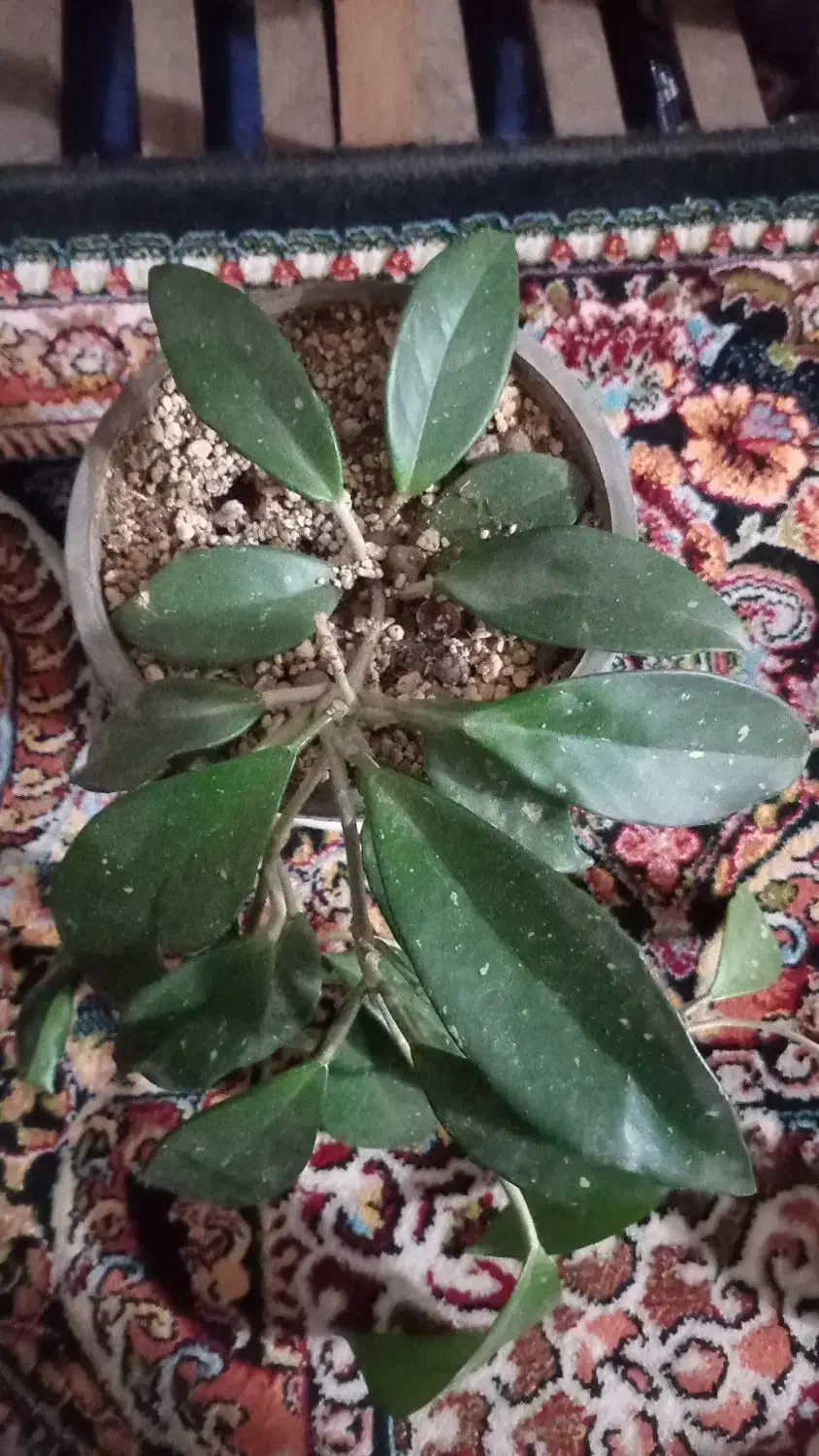 گل طبیعی|گل و گیاه طبیعی|قائن, |دیوار