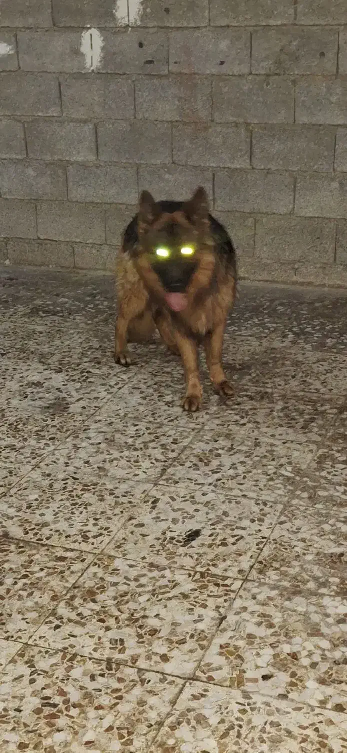 فروش ژرمن|سگ|شیراز, زرهی|دیوار