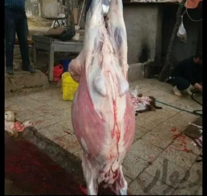 فروش گوسفند زنده مرغوب و چاق|حیوانات مزرعه|قم, بلوار امین و ساحلی|دیوار