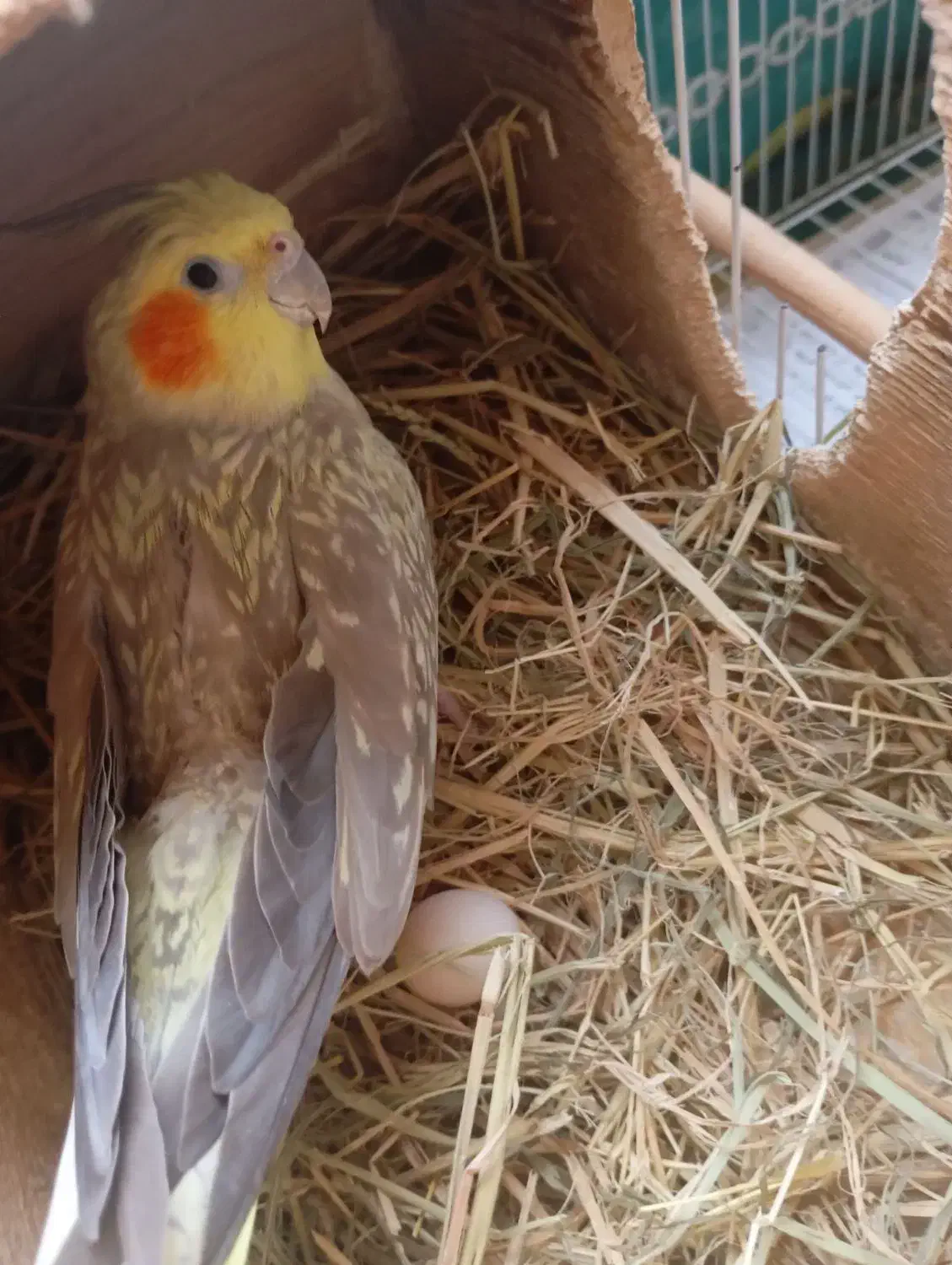 عروس هلندی|پرنده|ماسال, |دیوار