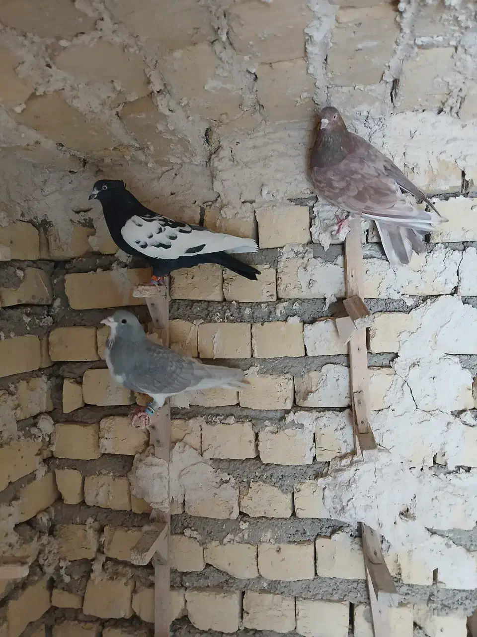 کبوتر بهبهانی بزن|پرنده|شیراز, کرونی(خاتونک)|دیوار