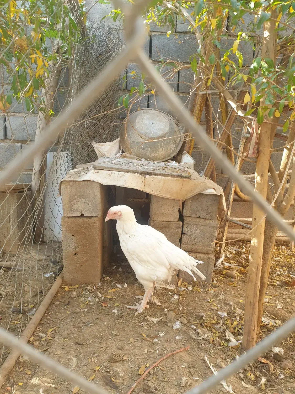 خروس و مرغ تخمی و بوقلمون|حیوانات مزرعه|شریف‌آباد, |دیوار