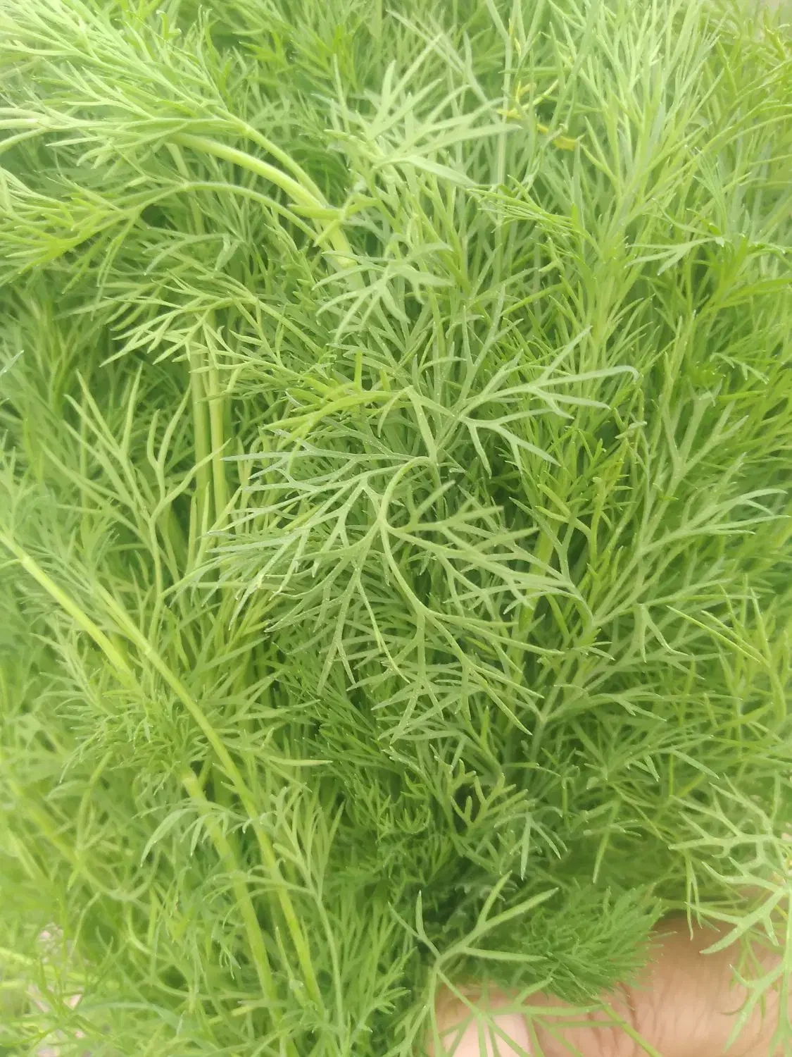 سبزی رامهرمز|خوردنی و آشامیدنی|رامهرمز, |دیوار