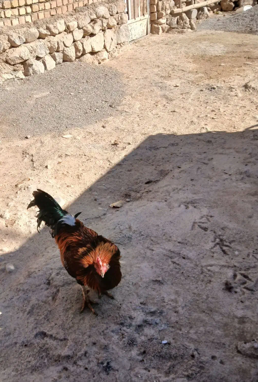 خروس و بوقلمو|حیوانات مزرعه|نورآباد, |دیوار