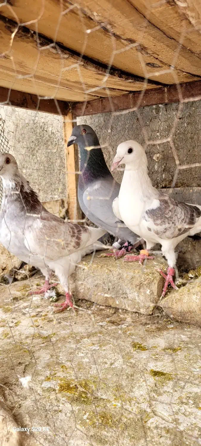 کبوتر آلمانی  رنگه|پرنده|مشهد, دوست آباد|دیوار