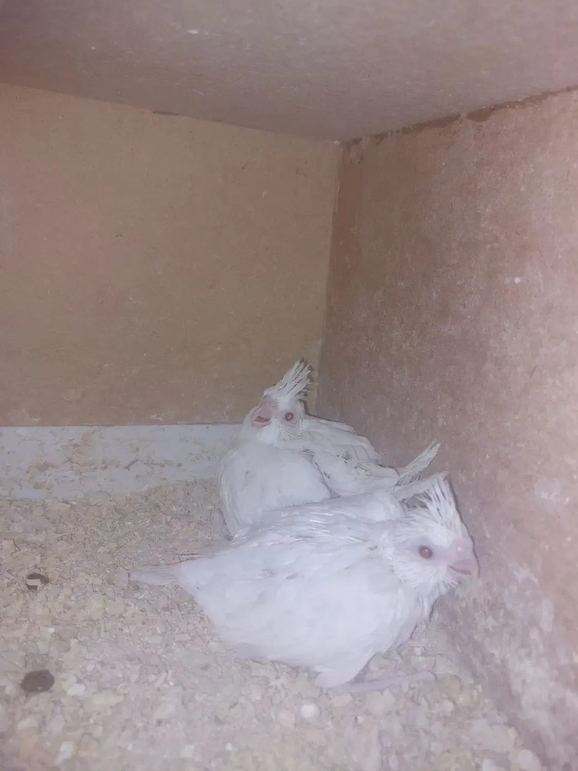 جوجه آلبینوسرلاکی|پرنده|گالیکش, |دیوار