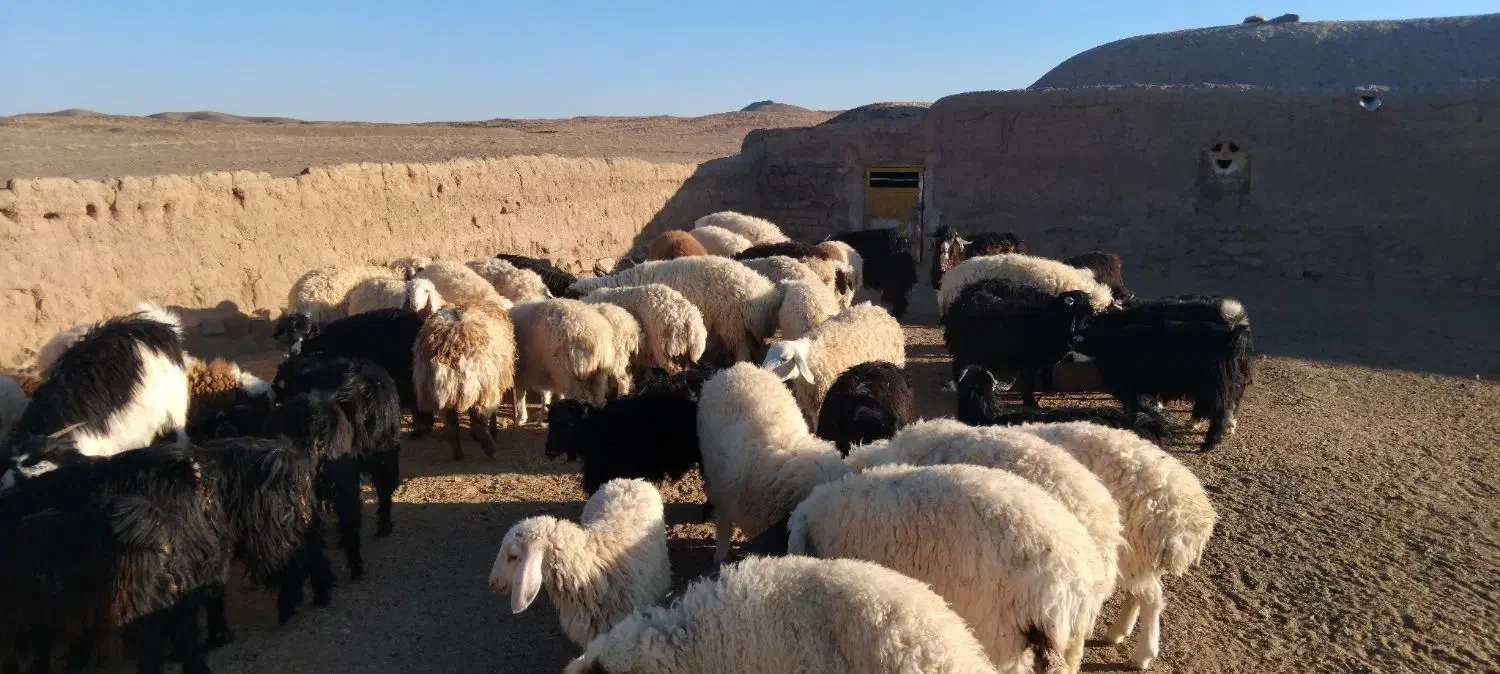 بره و بزغاله|حیوانات مزرعه|قائن, |دیوار