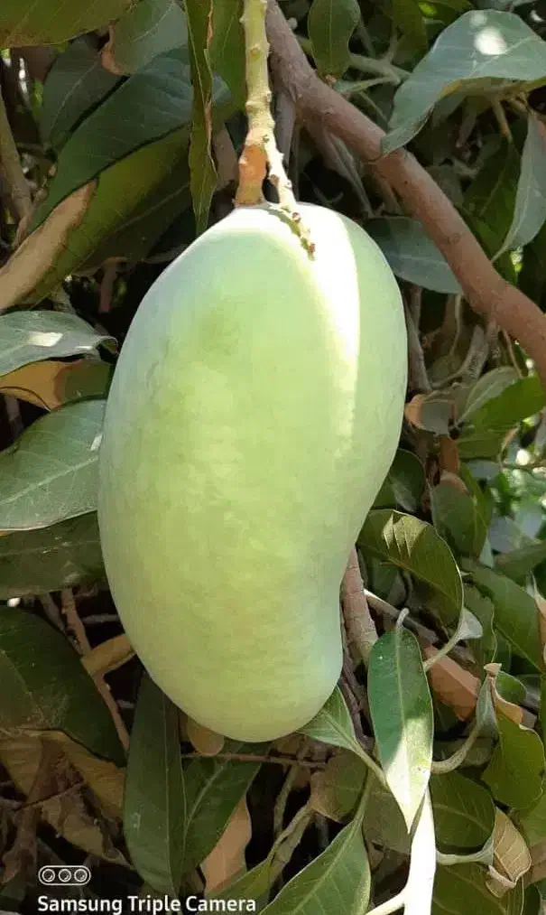 نهال انبه پیوندی گلدانی رودان برنطین|گل و گیاه طبیعی|رودان, |دیوار