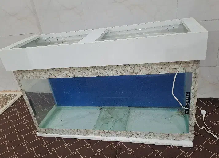 آکواریوم|ماهی|تاکستان, |دیوار