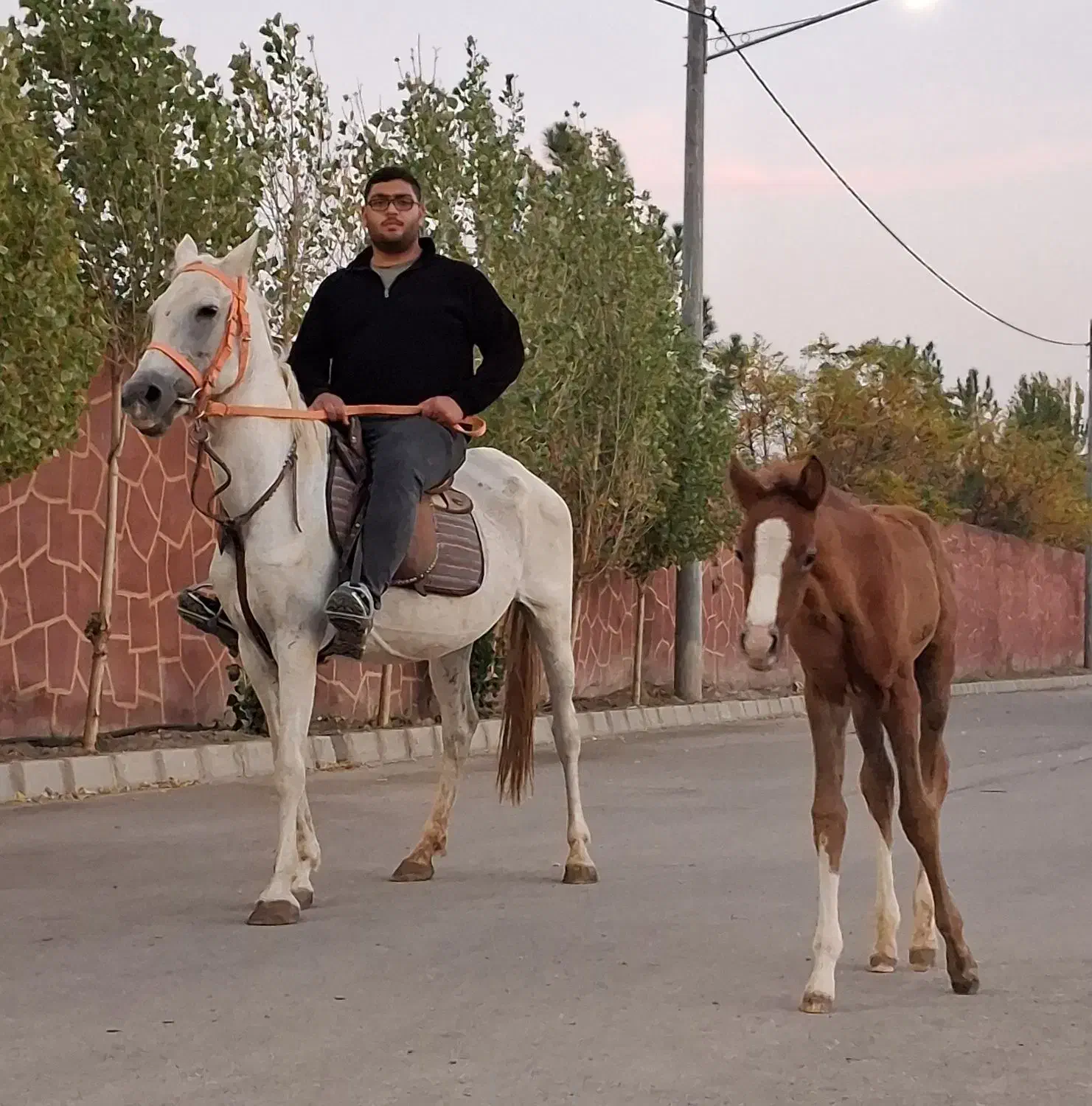 خرید فروش اسب اصیل ترکمن|اسب و تجهیزات اسبسواری|مشهد, میان ولایت|دیوار