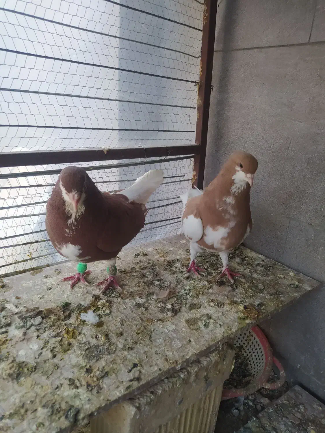 جفت نرو ماده ساده فروشی|پرنده|خلیل آباد, |دیوار