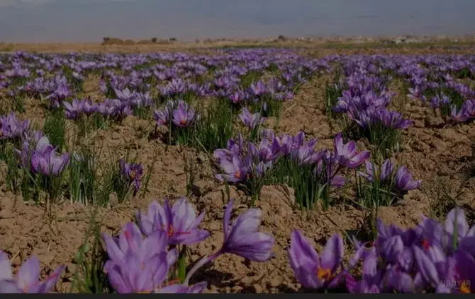 زمین زعفران در سلطان اباد نزدیک بهشت فضل|فروش دفتر صنعتی، کشاورزی، تجاری|نیشابور, حقیه|دیوار