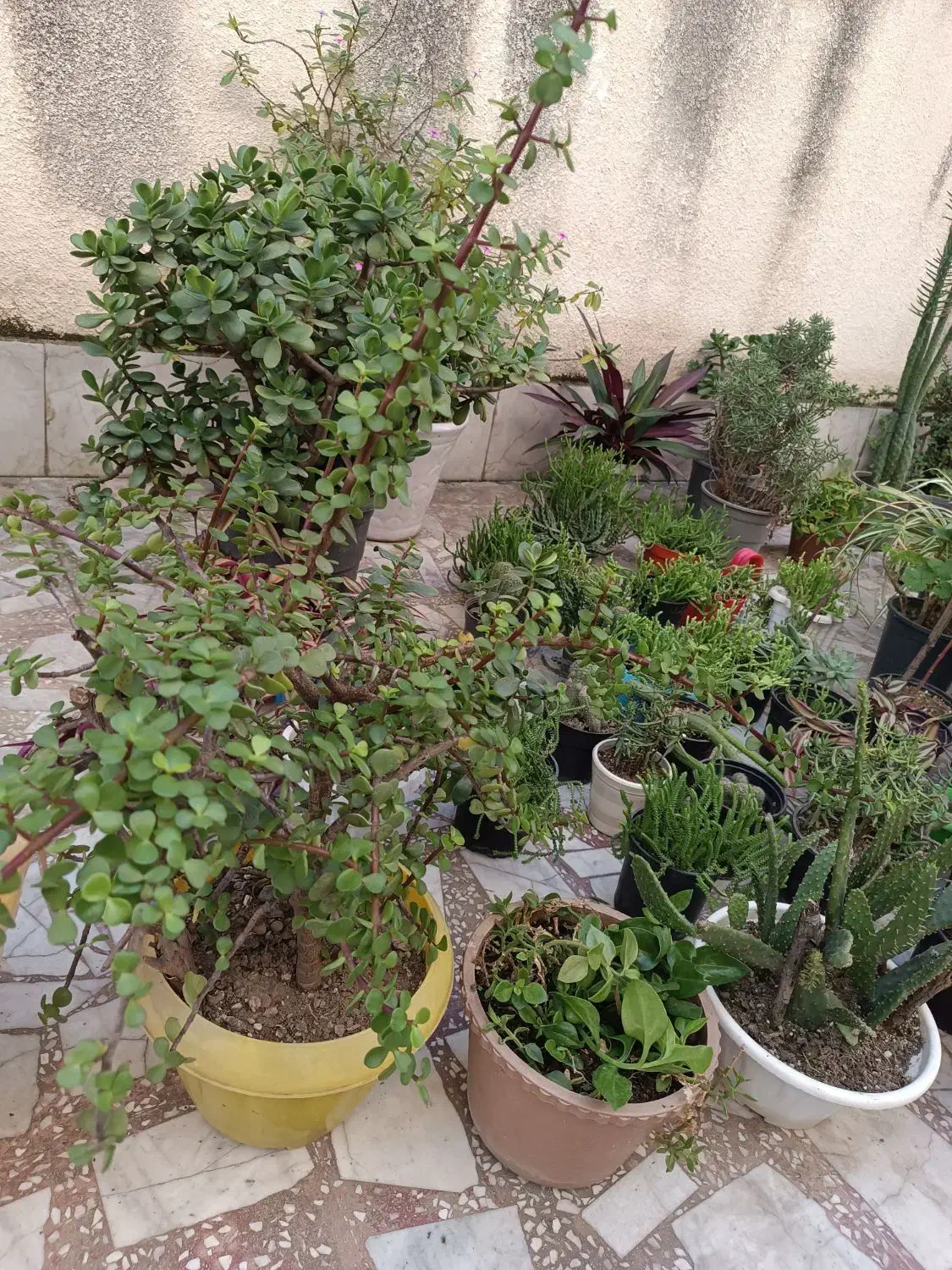 گل و گیاه آپارتمانی|گل و گیاه طبیعی|لاهیجان, کوی آزادگان|دیوار