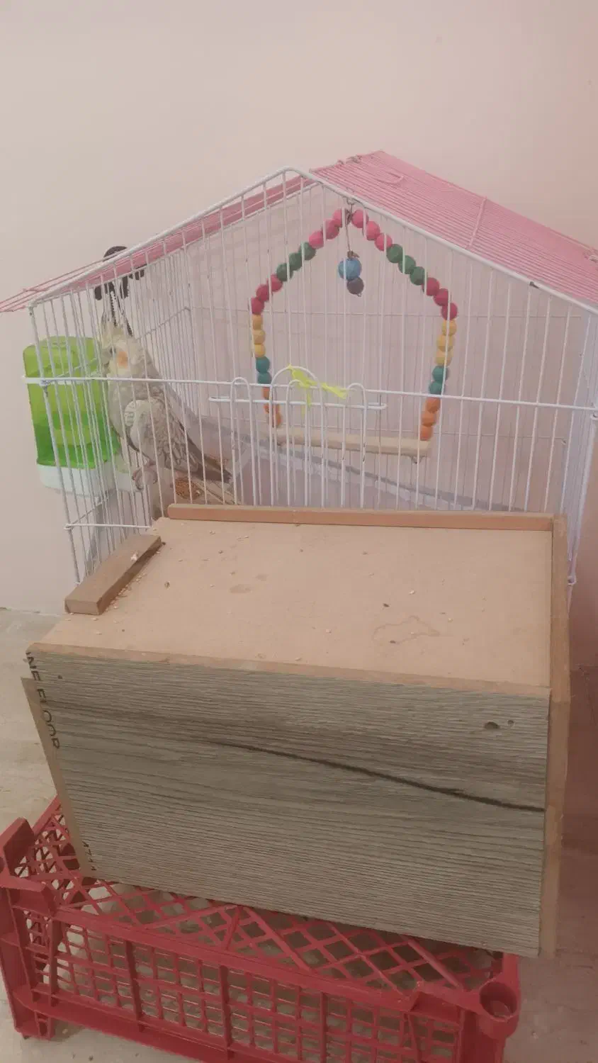 عروس هلندی|پرنده|بومهن, |دیوار