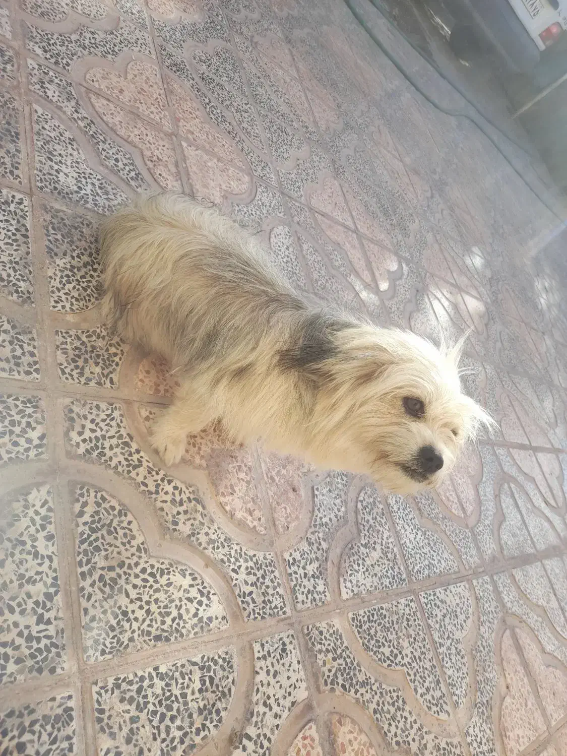 سگ پا کوتاه|سگ|بم, |دیوار