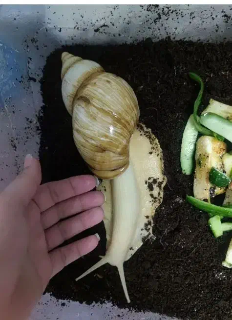 حلزون البینو|خزنده|قم, عمار یاسر|دیوار