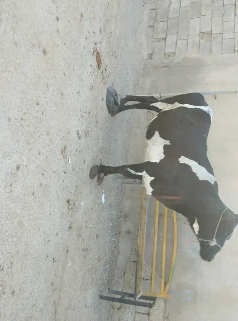 گاو آبستن ۸ماه در شادگان|حیوانات مزرعه|اهواز, امانیه|دیوار