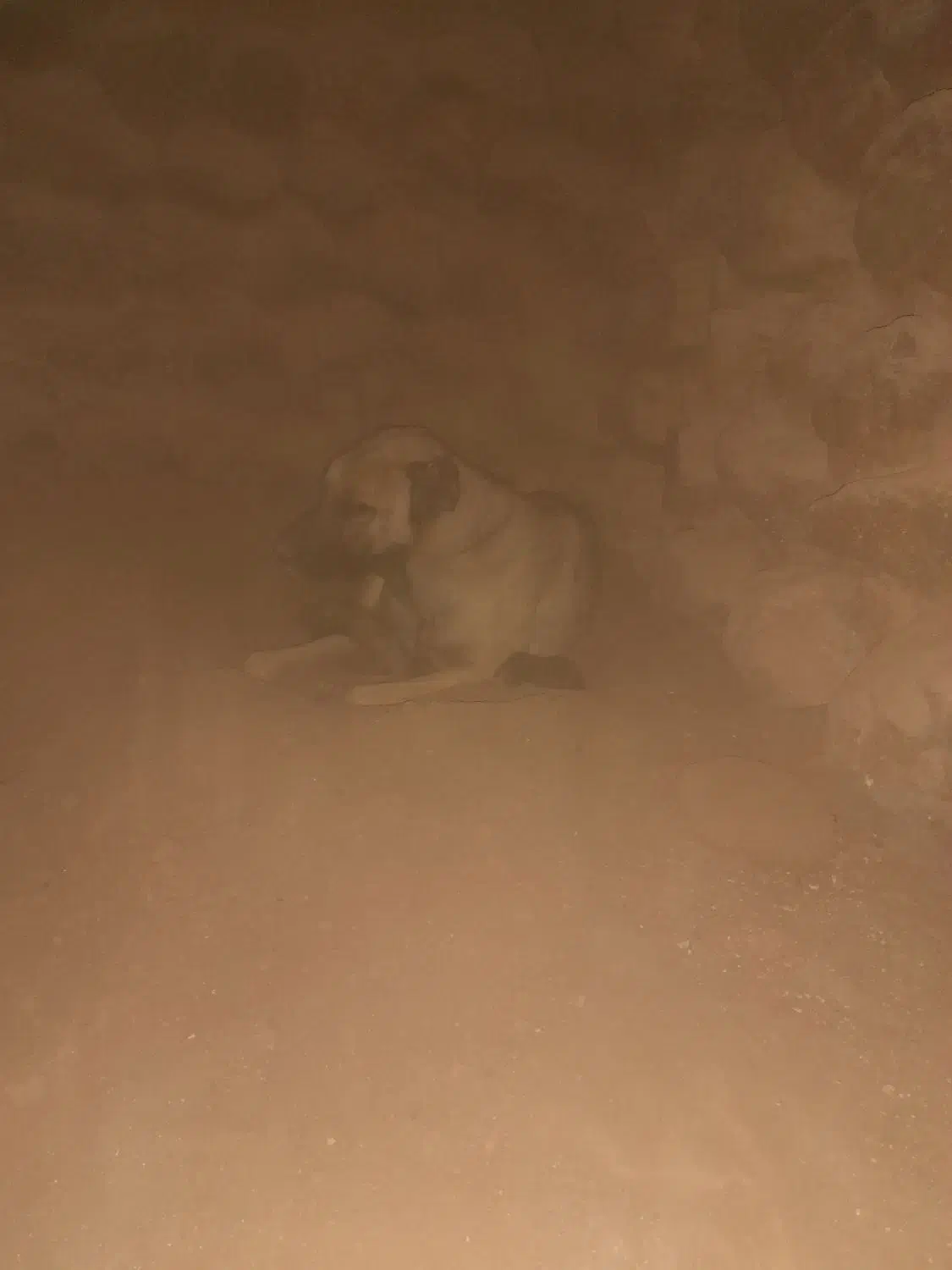 لاس سرابی|سگ|کشکوئیه, |دیوار