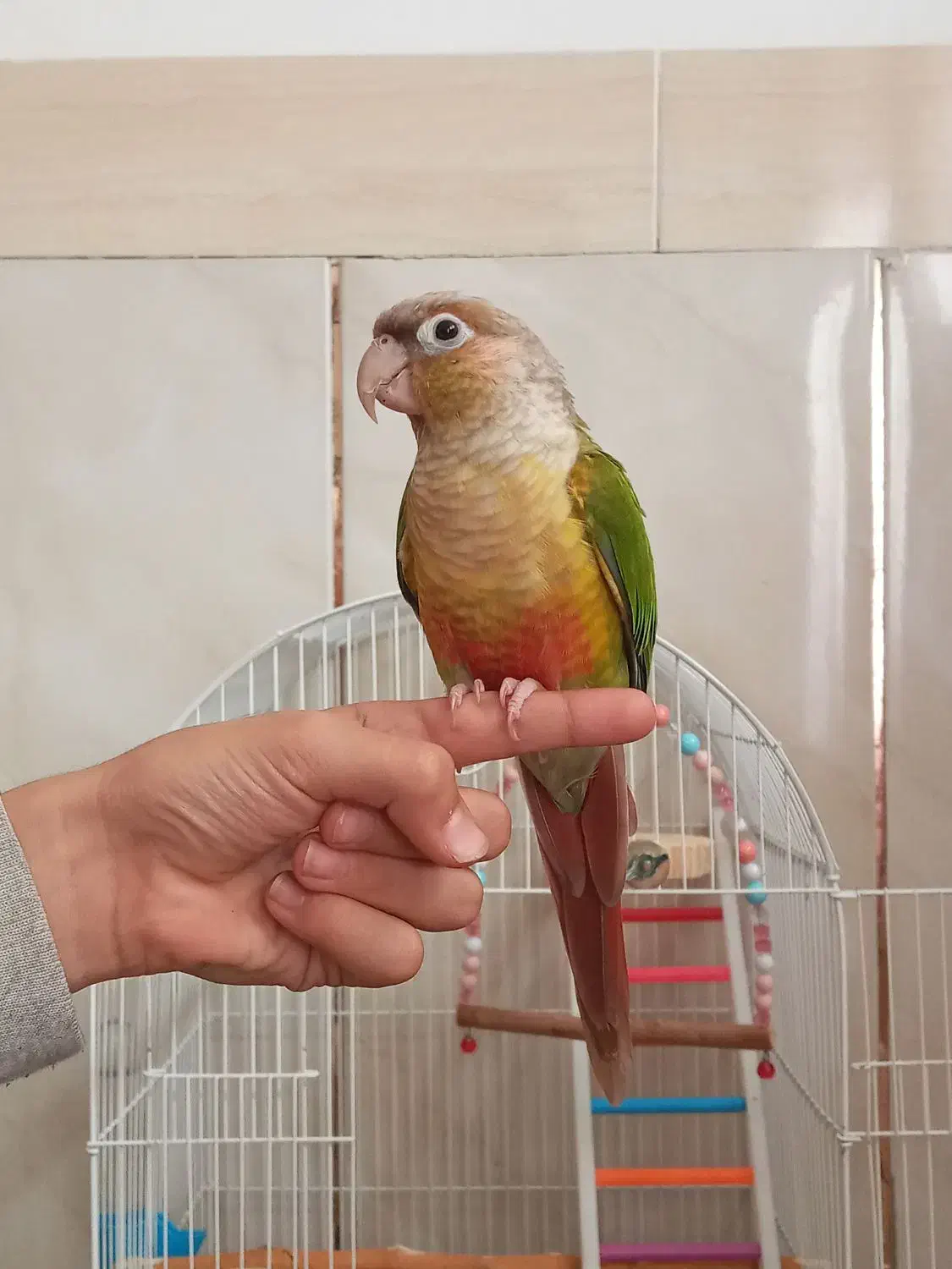 طوطی گرینچیک|پرنده|زنجان, |دیوار