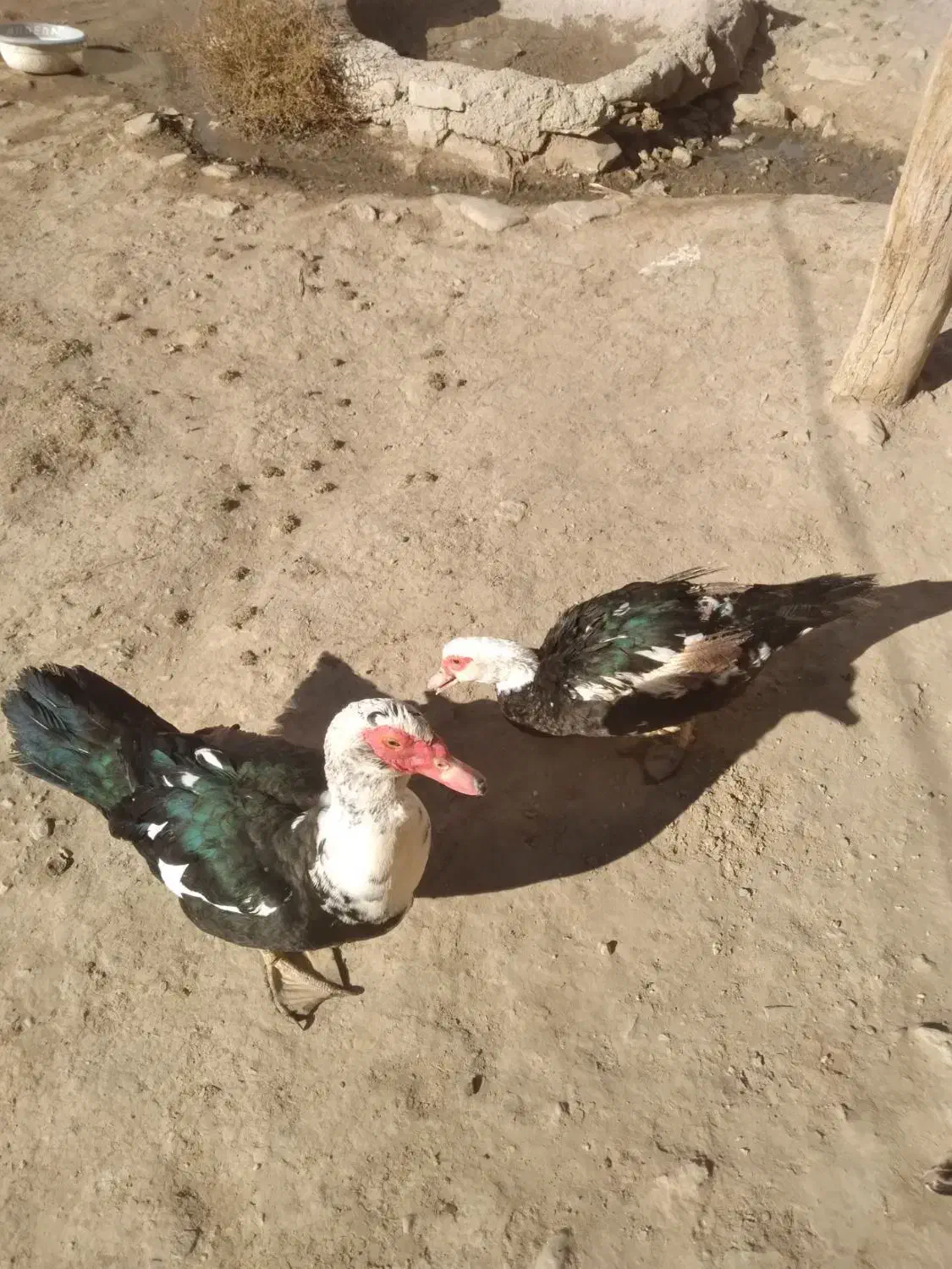 اردک اسراییلی|حیوانات مزرعه|قوچان, |دیوار