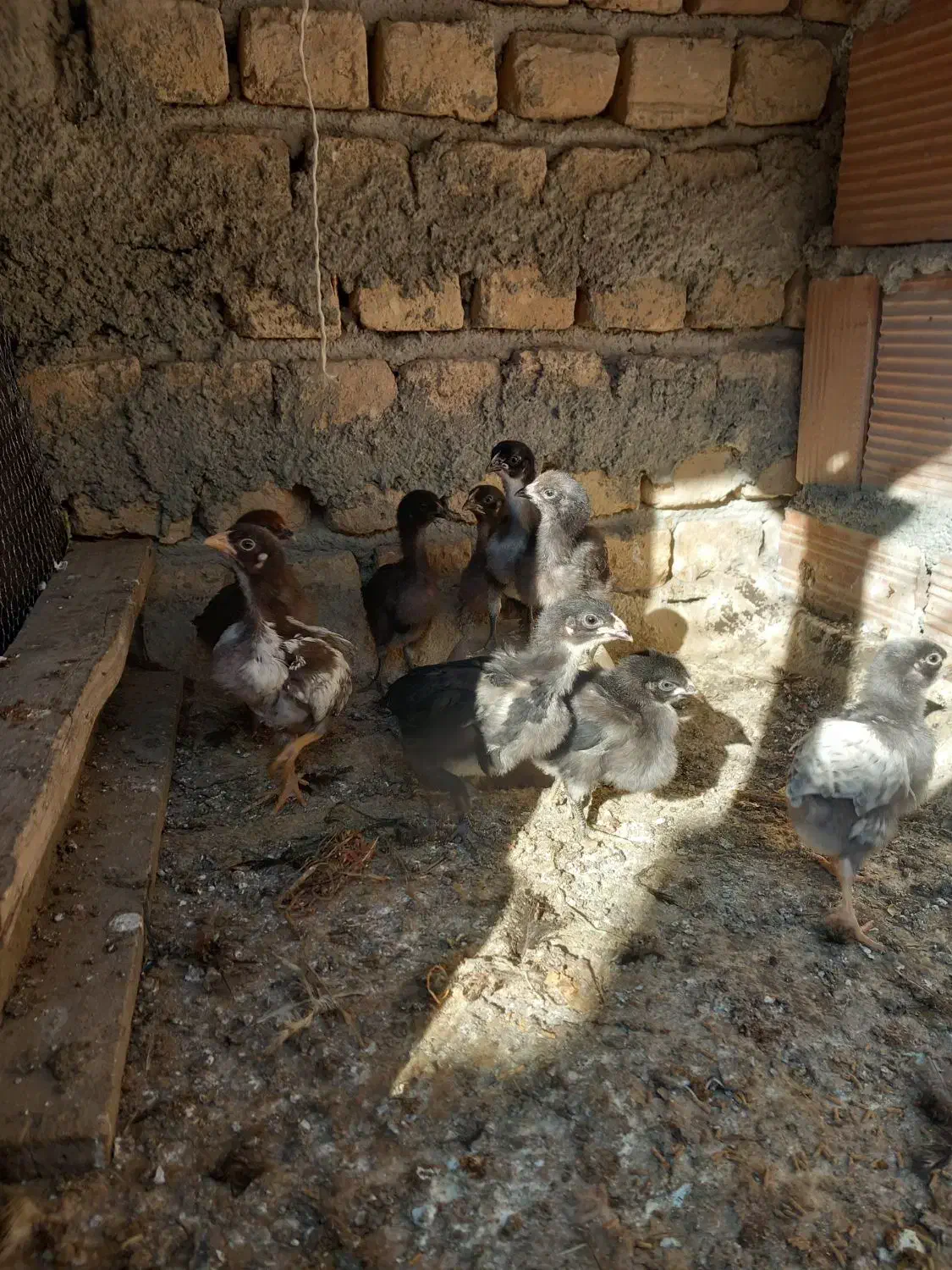 جوجه محلی ۱۵ روزه درجه ۱|حیوانات مزرعه|گمیشان, |دیوار