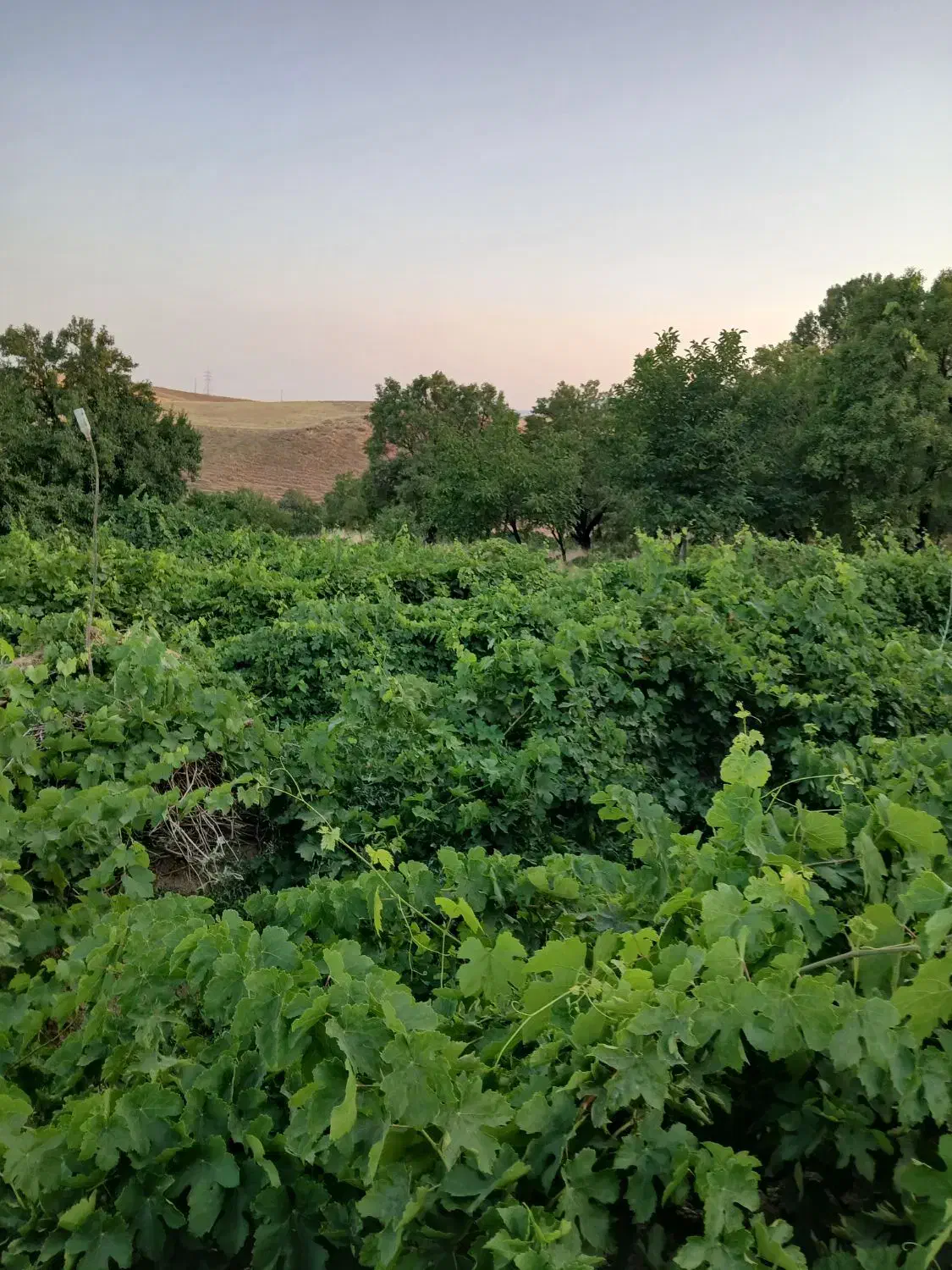 فروش باغ انگور در روستای گیجالی پایین|فروش دفتر صنعتی، کشاورزی، تجاری|بروجرد, |دیوار