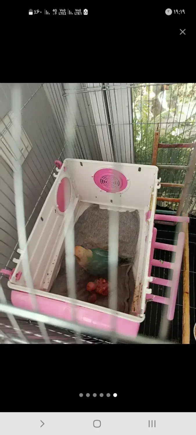 طوطی برزیلی مولد|پرنده|رودهن, |دیوار