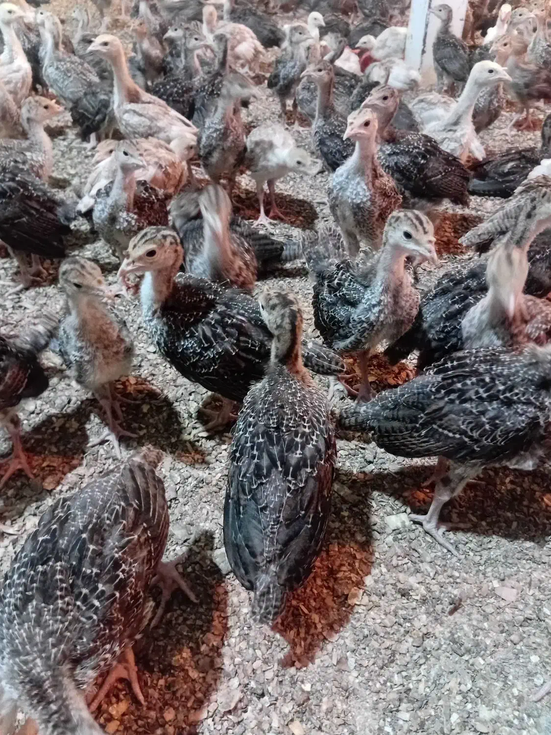 جوجه بوقلمون برنزه|حیوانات مزرعه|فردیس, شهرک وحدت|دیوار