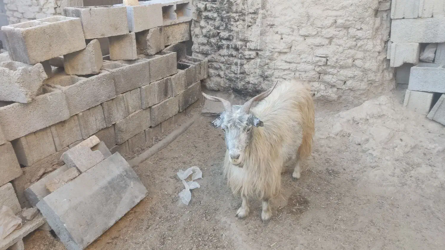 میش و بز و کهره|حیوانات مزرعه|کربال, |دیوار
