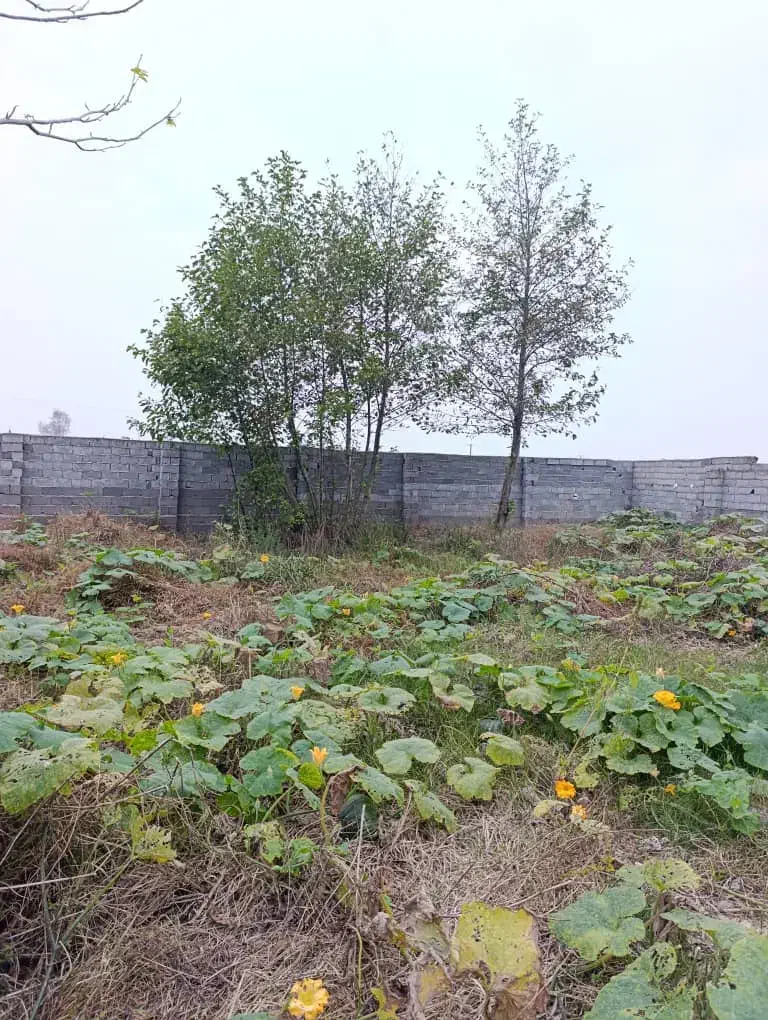 ویلا باغ 737متری جنگلی با بهترین لوکیشن|فروش خانه و ویلا|سیاهکل, |دیوار