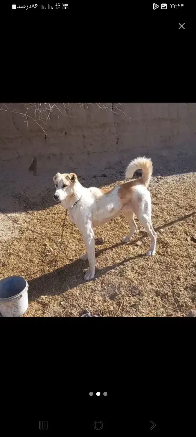 سگ گمشده|حیوانات|قوچان, |دیوار