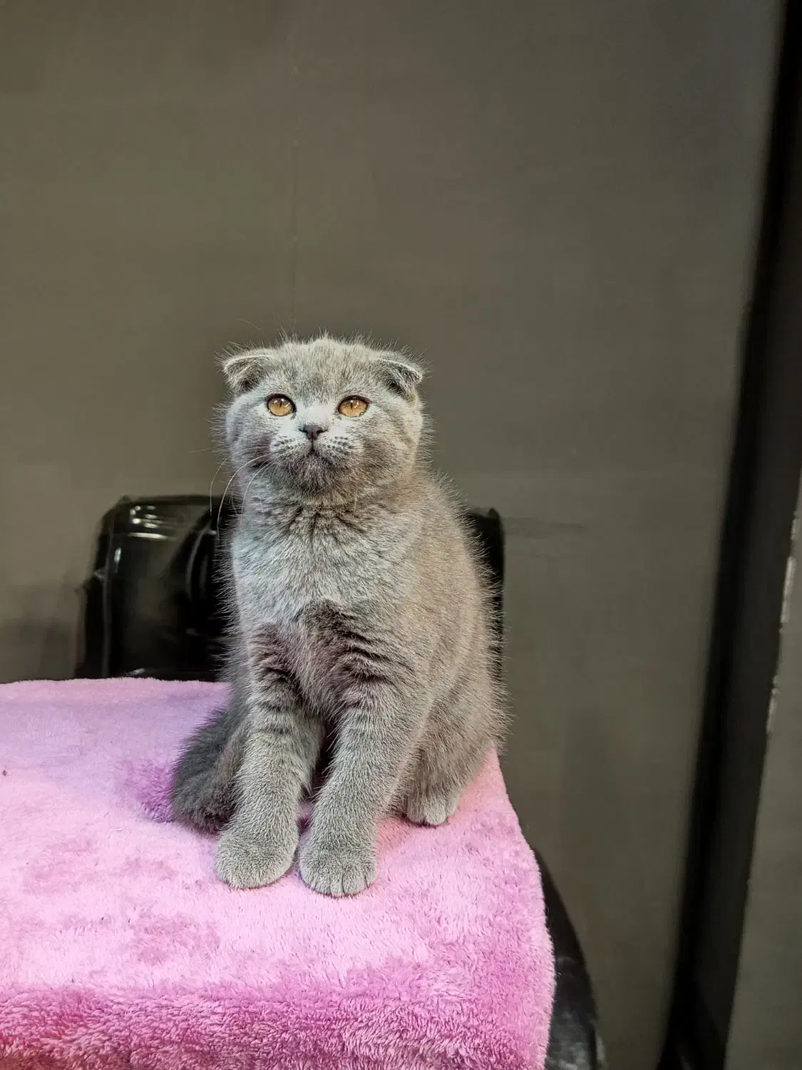 بچه گربه اسکاتیش ماده بلو|گربه|تهران, تهرانسر مرکزی|دیوار