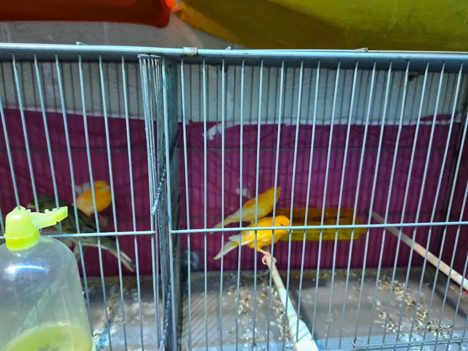 قناری نروماده|پرنده|پاکدشت, پاکدشت (مامازند)|دیوار