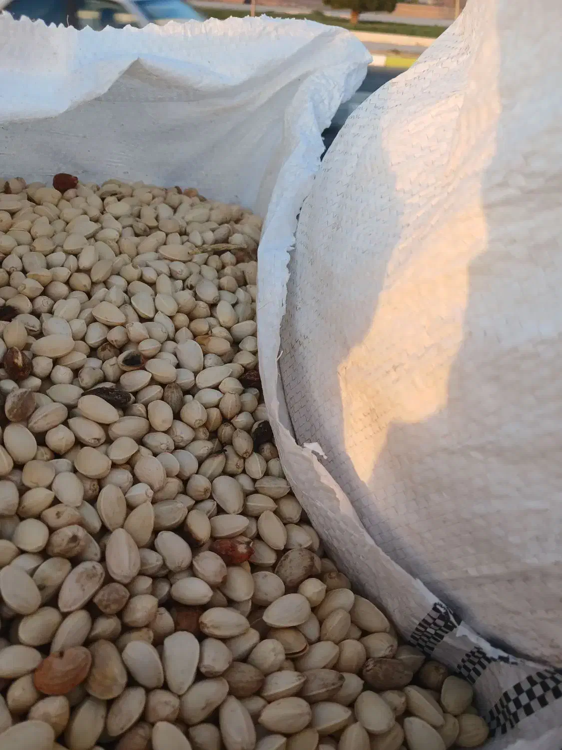 پسته پوک کمر آبی و زرده نخودو خریدارم نقد|خدمات باغبانی و درختکاری|بهمن, |دیوار