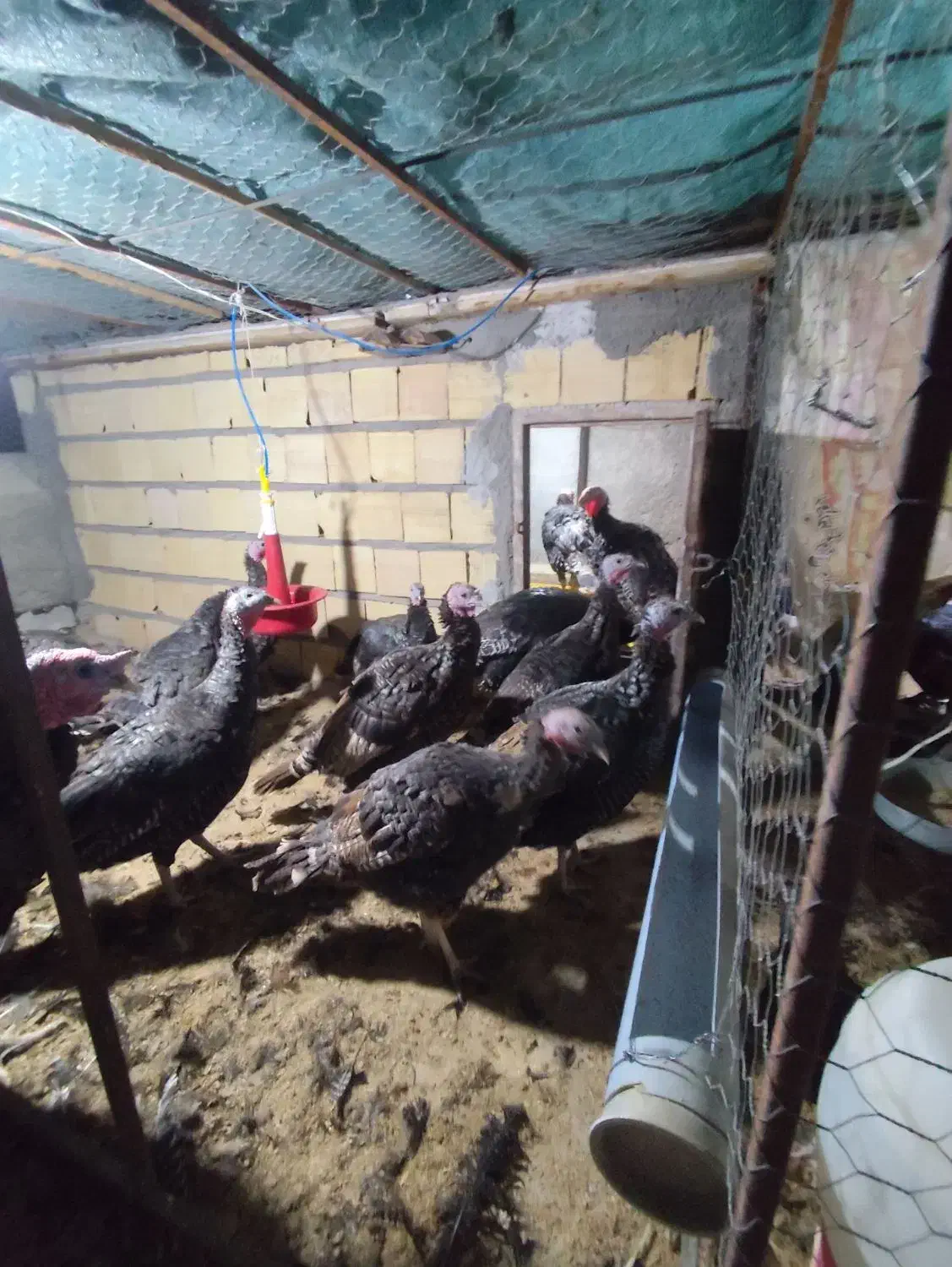 تخم بوقلمون نطفه دار|حیوانات مزرعه|زاهدان, |دیوار