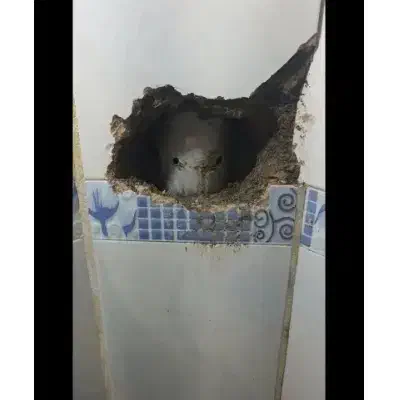 نشت یابی، لوله کشی|خدمات پیشه و مهارت|اهواز, زیتون کارمندی|دیوار