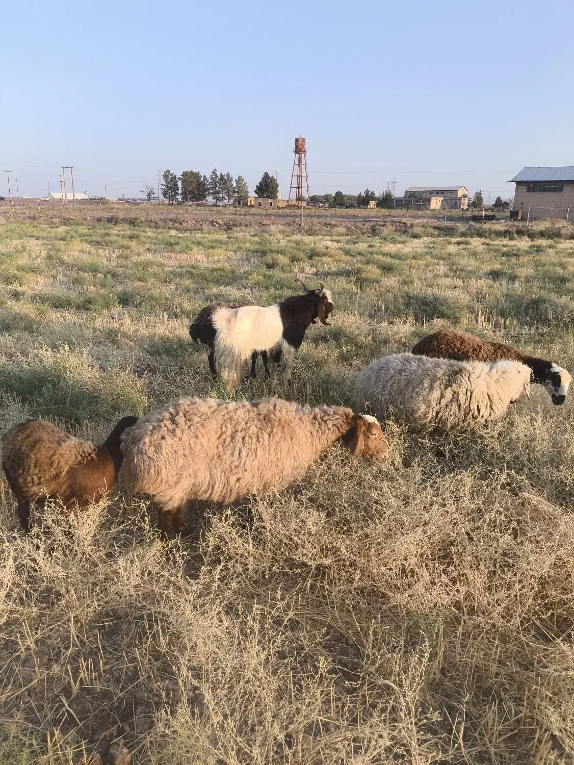 دوتا نربز فروشی دونه ای 21|حیوانات مزرعه|تربت جام, معدآباد|دیوار