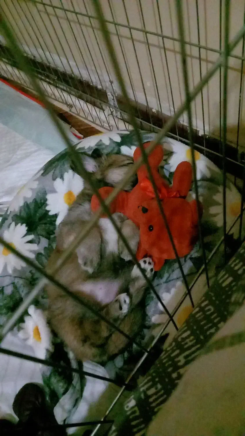 توله سگ دو ماهه میکس افغان|سگ|چهارباغ, |دیوار