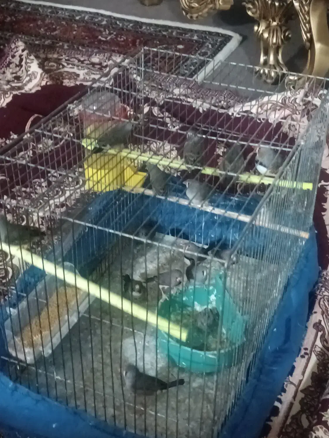 فنچ بازی گوش و سالم وسرحال|پرنده|تبریز, |دیوار