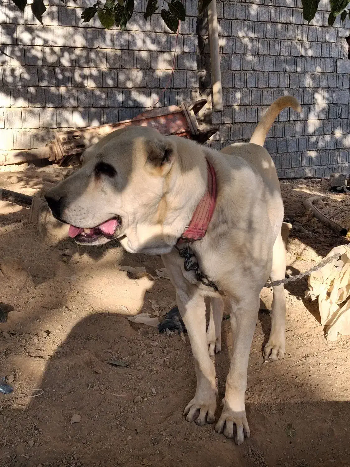 سگ سرابی و آلابای نژاد اصیل|سگ|شیراز, داریون|دیوار