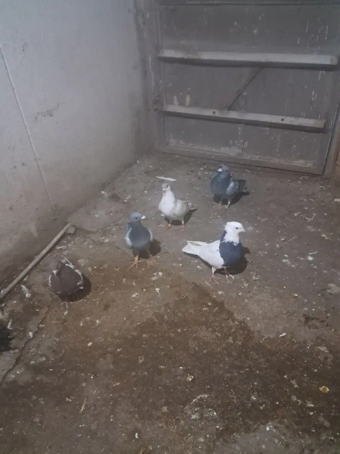 کفترصیدوجفتگاه|پرنده|مشهد, گاز|دیوار