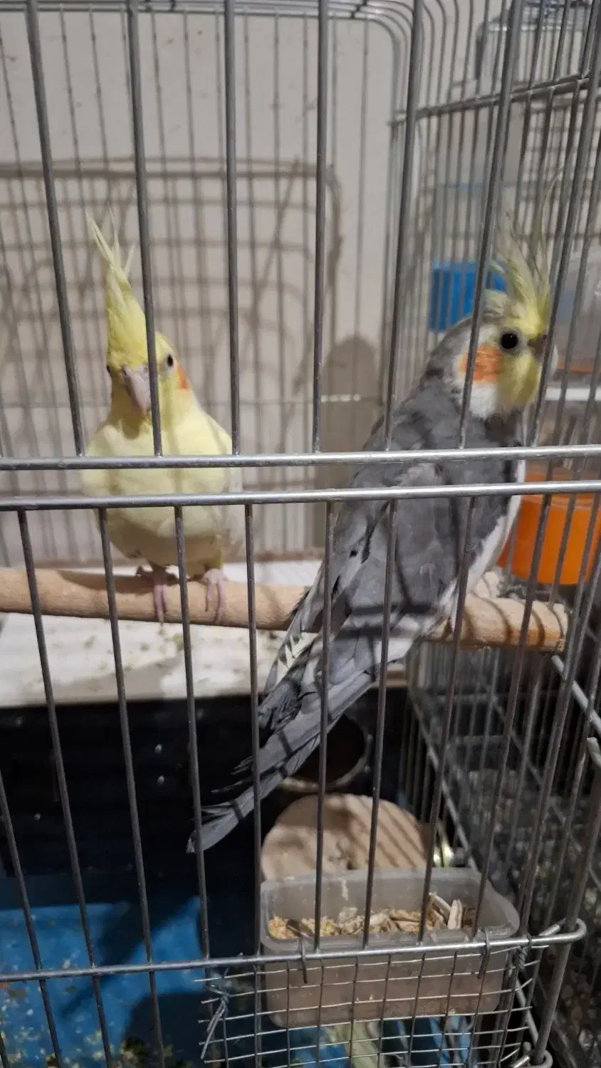 عروس هلندی یک جفت نروماده|پرنده|اصفهان, دستگرده|دیوار