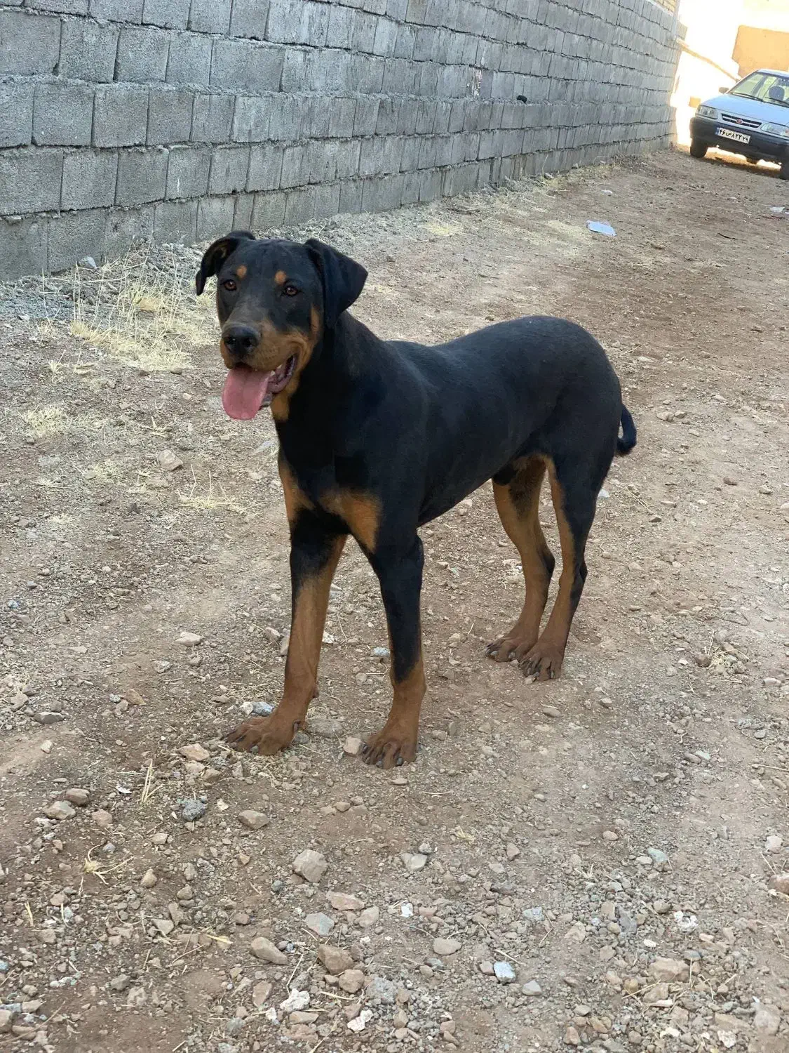 سگ دوبرمن|سگ|کنگاور, |دیوار