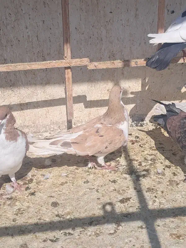 خوشرنگ هفترگ|پرنده|قزوین, |دیوار