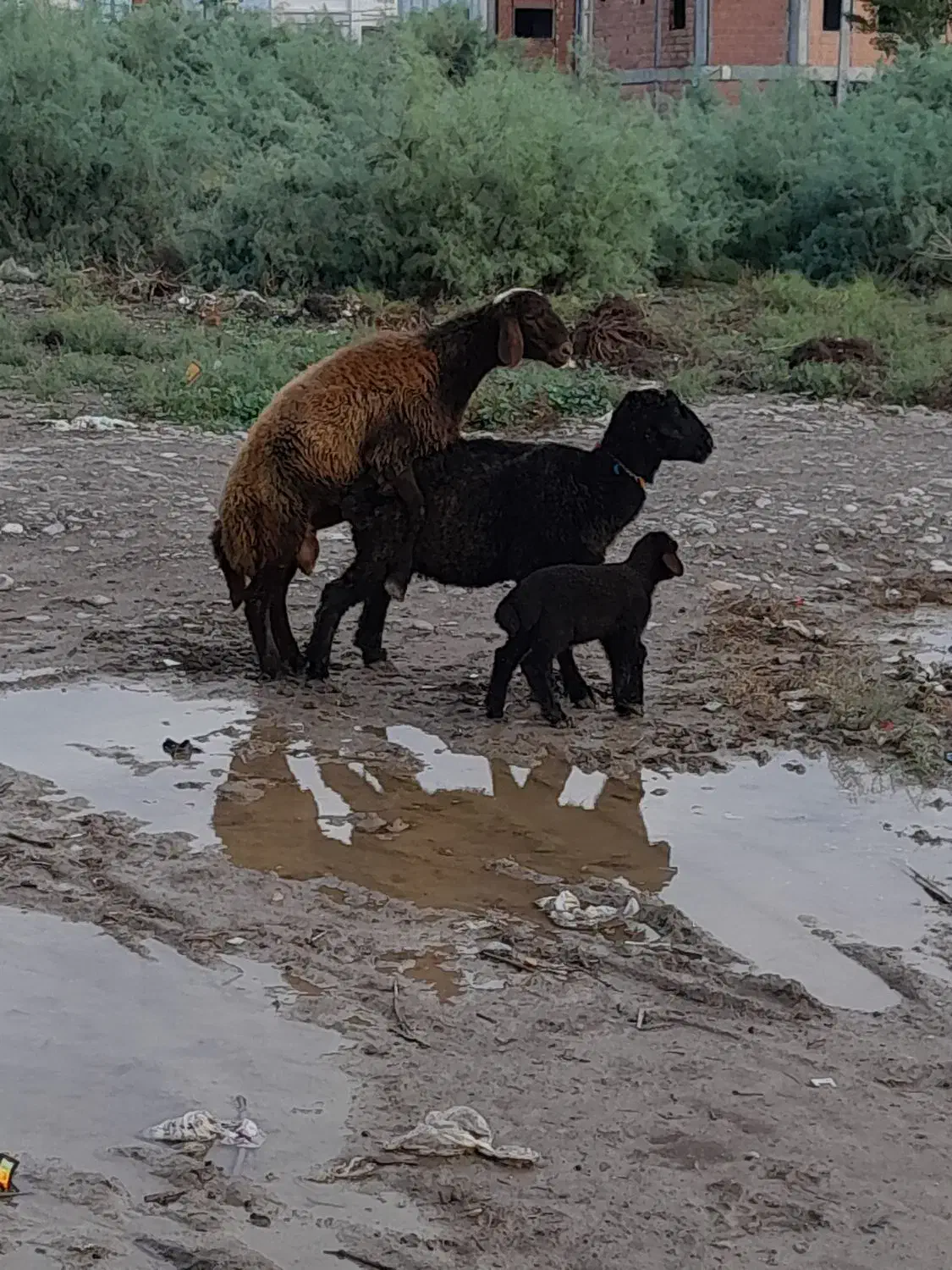 یک راس بره داره جوان|حیوانات مزرعه|آق قلا, |دیوار