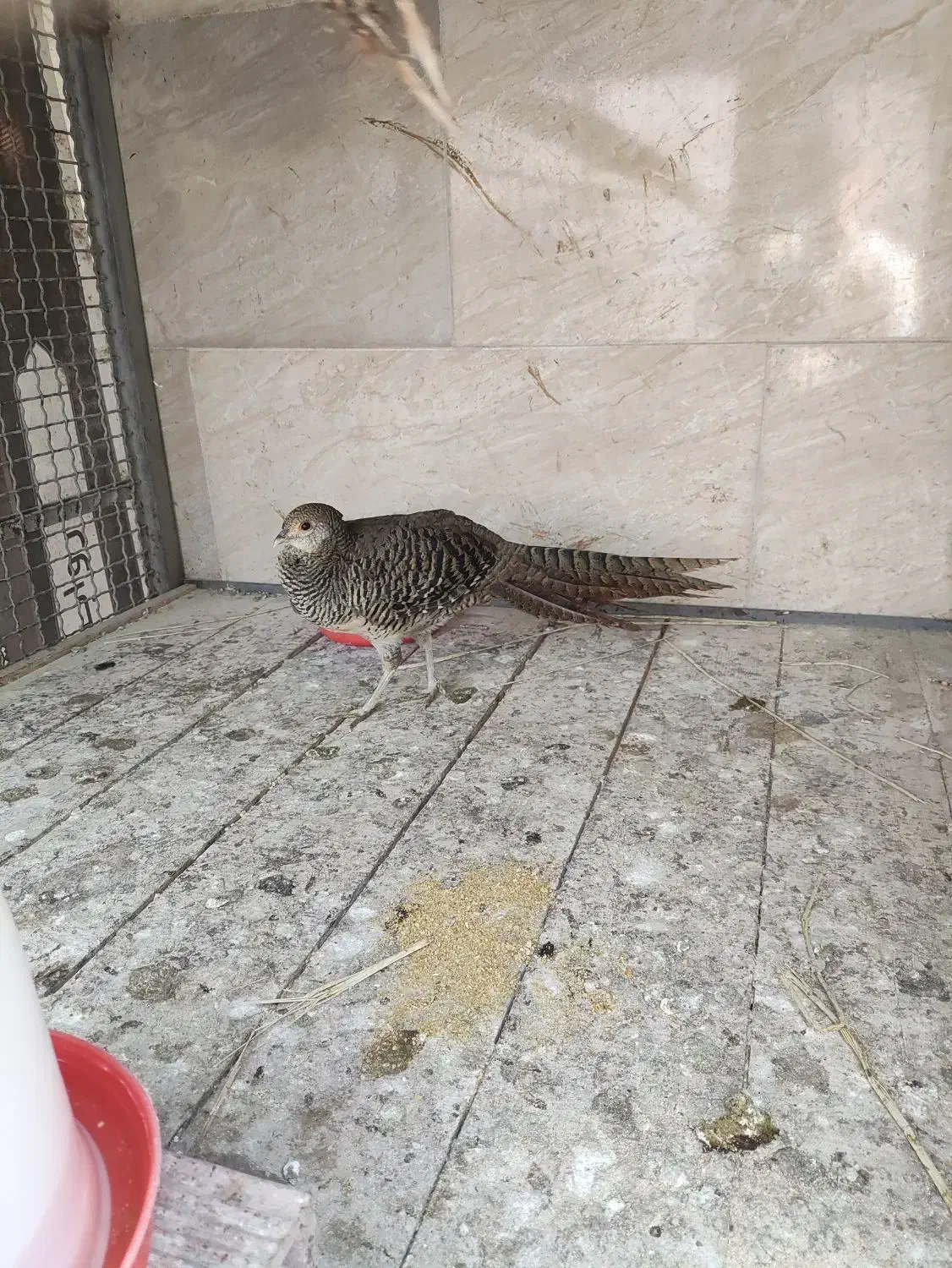 مرغ و خروس بلژیکی|حیوانات مزرعه|ساری, |دیوار