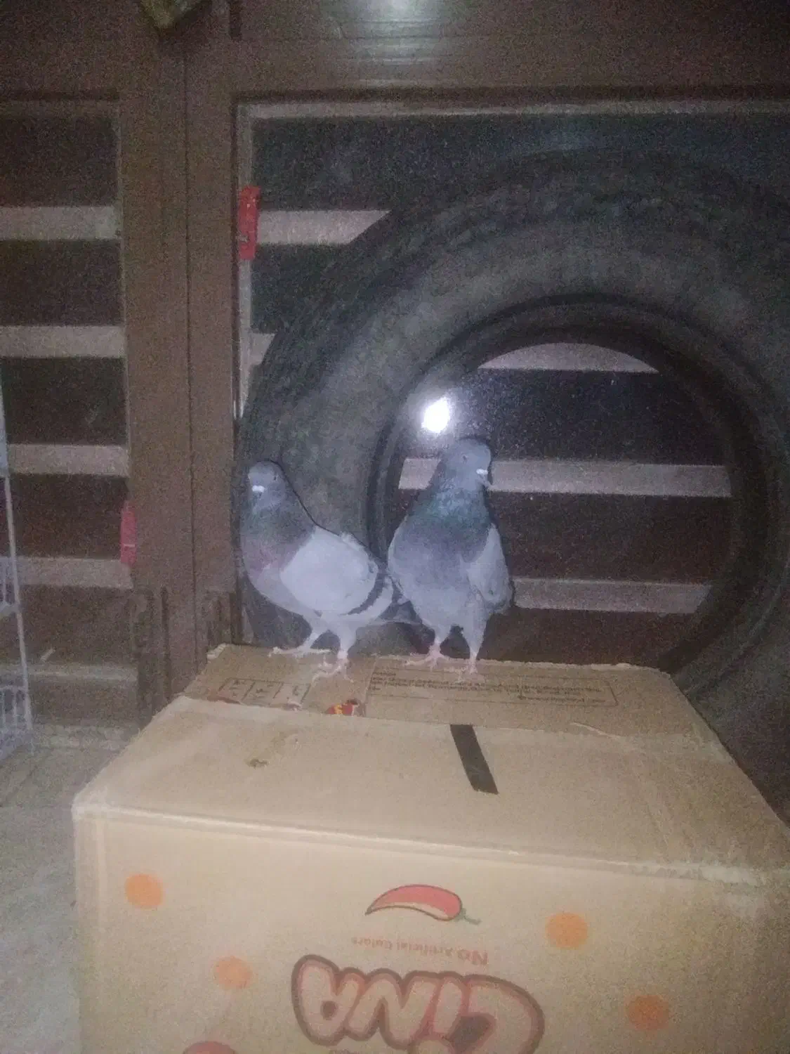 گمشده پیرانشهر کونه خانه|حیوانات|مهاباد (آذربایجان غربی), |دیوار