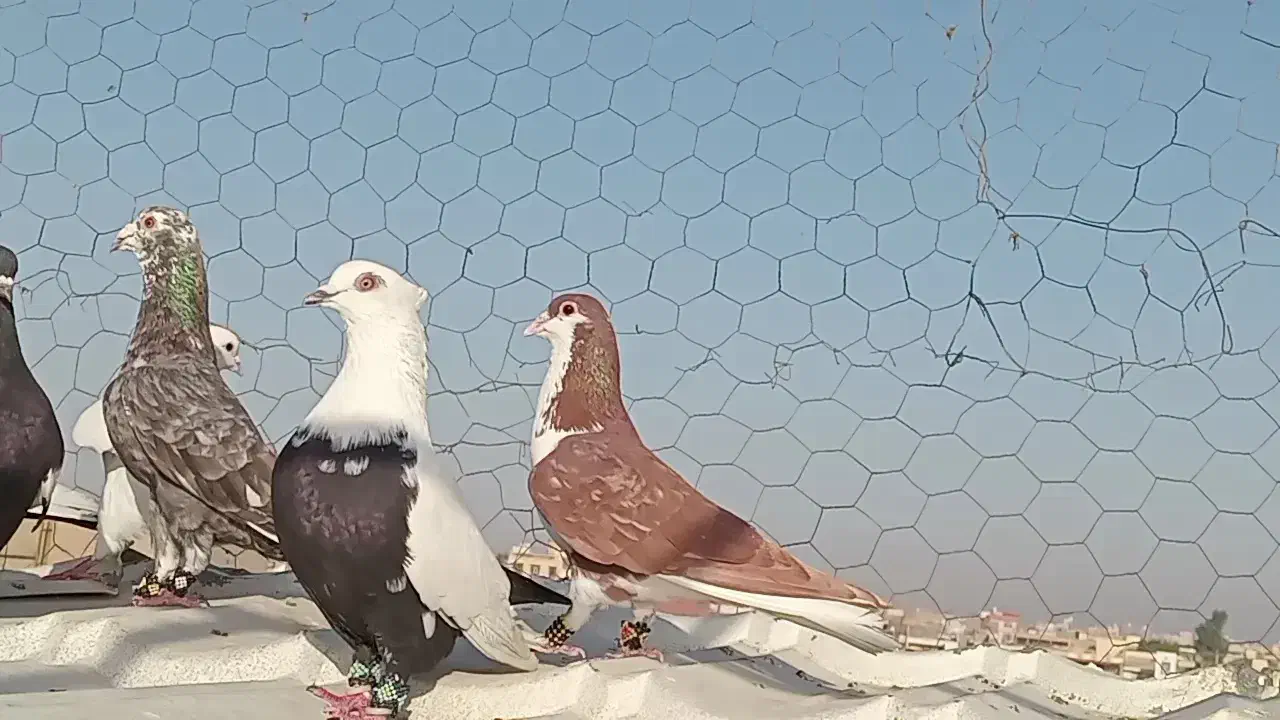 رنگی هوایی|پرنده|اهواز, امانیه|دیوار