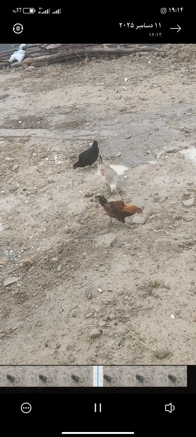 فروش مرغ لری|حیوانات مزرعه|گندمان, |دیوار