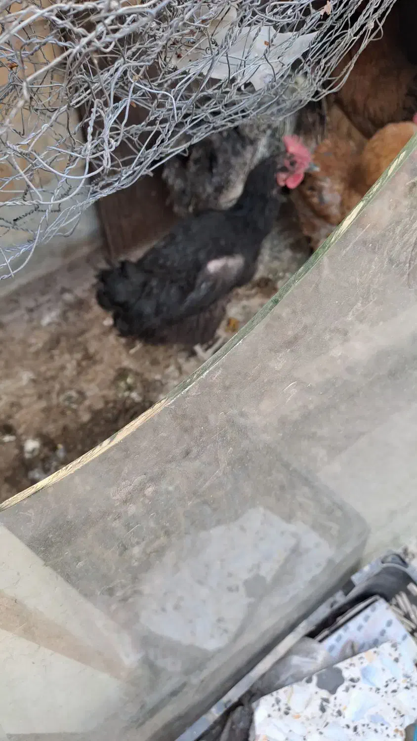 مرغ تخم کن|حیوانات مزرعه|شاهین‌شهر, شهرک پردیس|دیوار